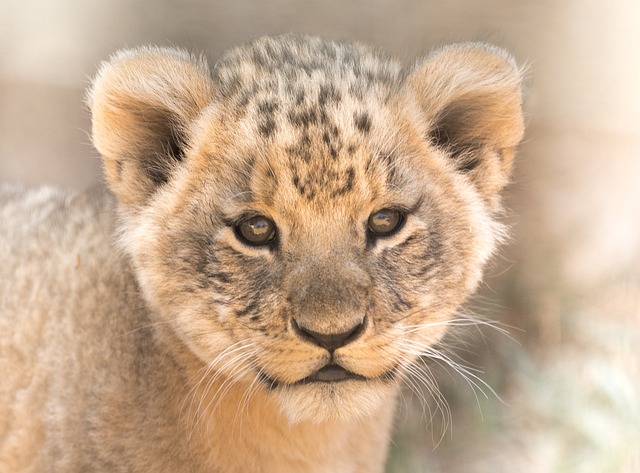Free Lion Cub Cute photo and picture