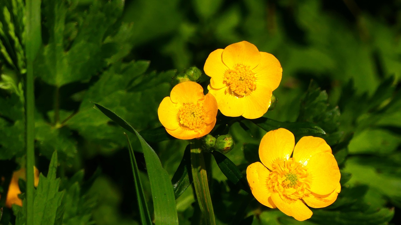Buttercup Plant Yellow Pointed Free photo on Pixabay Pixabay