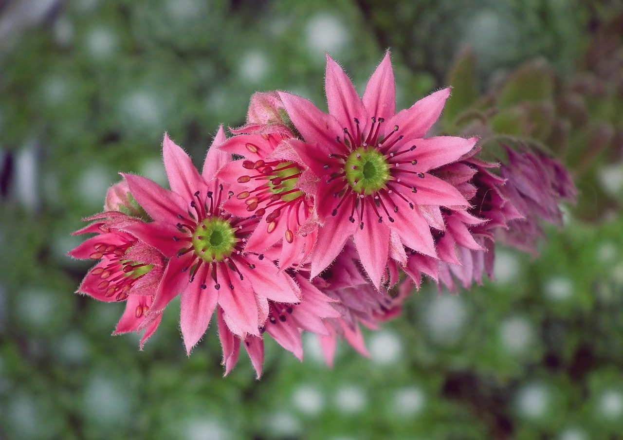 Lev Rojnik Flor Rojnik Suculentas - Foto gratis en Pixabay - Pixabay