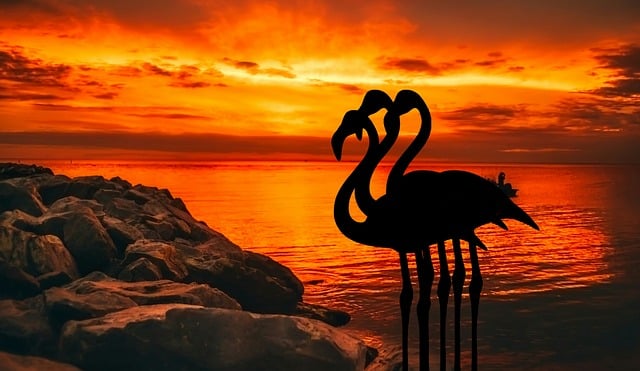 Free flamingo dusk sunset illustration