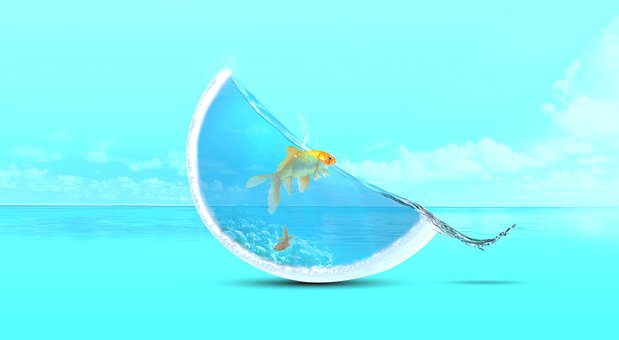 Free Cod Fish Fish photo and picture