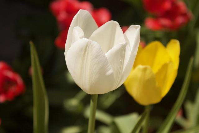 Free Tulips Flowers photo and picture