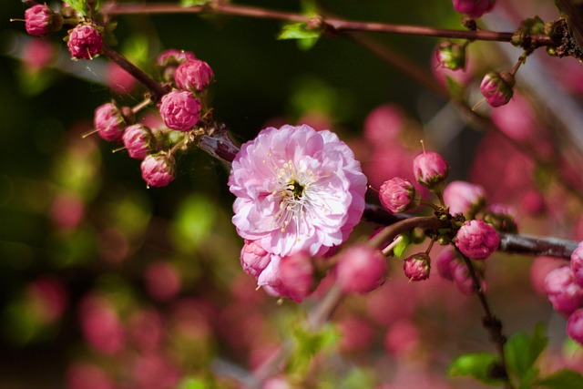Free Spring Blossom photo and picture
