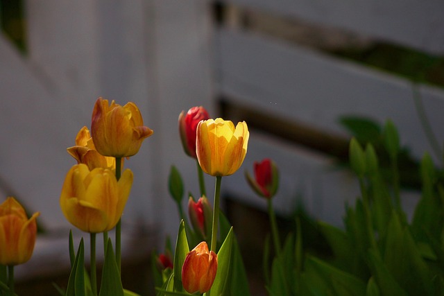 Free Tulip Tulips photo and picture