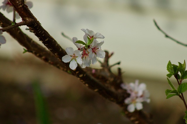 Free Apple Blossom Beautiful Flowers photo and picture