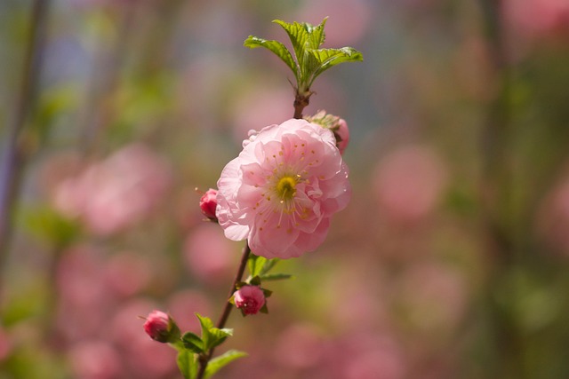 Free Cherry Blossom Flower photo and picture