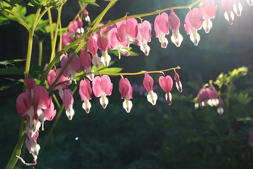 Tränendes Herz, Blume, Blumentapete