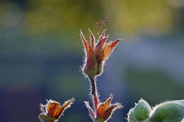 Free Geranium Autumn photo and picture