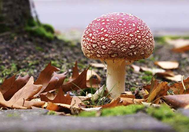 Free Mushroom Autumn photo and picture