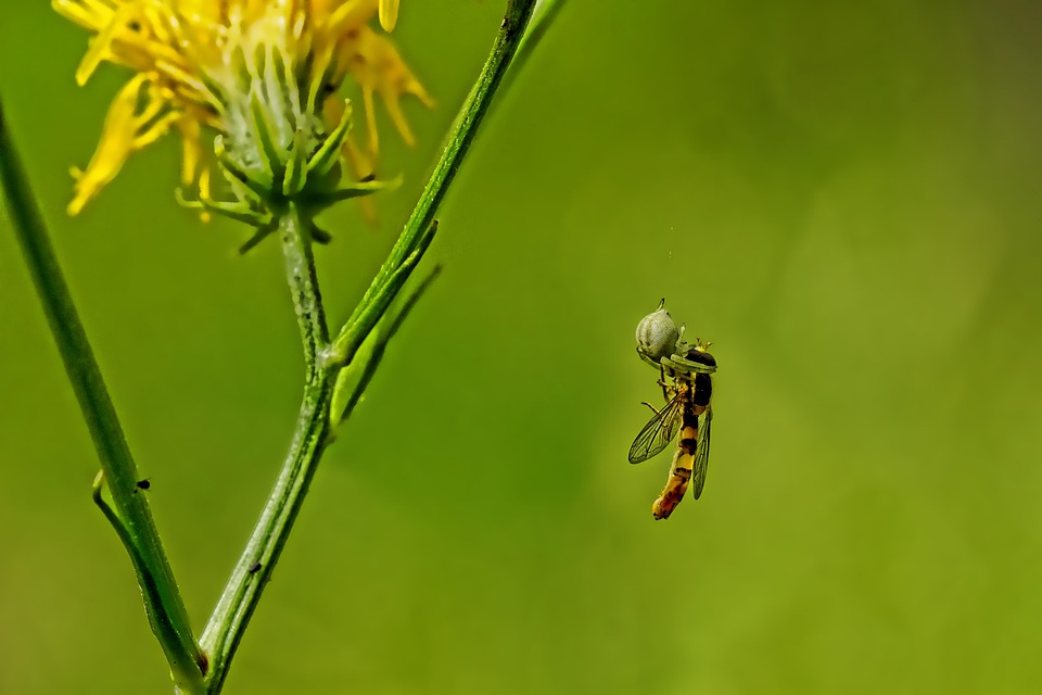 La Nature Araign e Voler Photo Gratuite Sur Pixabay Pixabay la-nature-araign-e-voler-photo-gratuite-sur-pixabay-pixabay