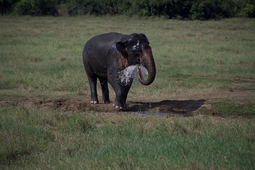 Elefant, Drik, Natur, Pattedyr