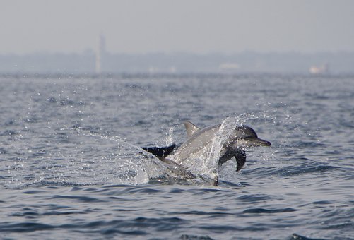 Delfiner, Delfin, Jumping, Vand, Natur