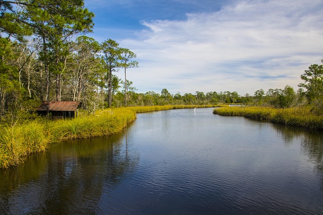 Free Bayou Shack photo and picture