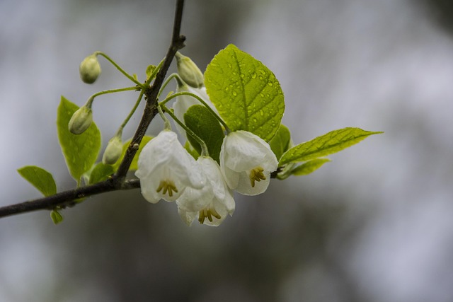 Free Flower White photo and picture