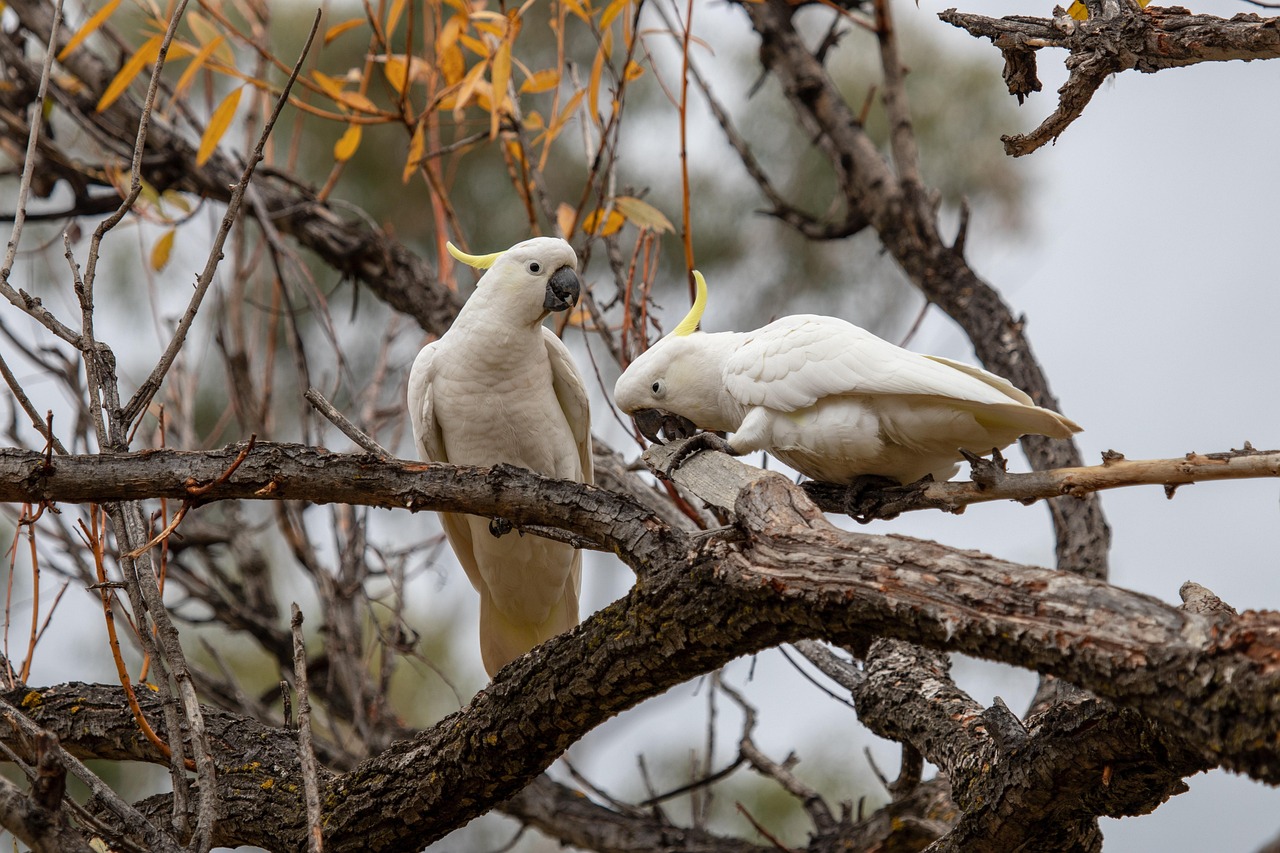 Cockatoo Wild Animal Free Photo On Pixabay