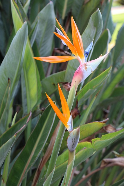 Orange, Blumen, Schön, Blüte, Pflanzen