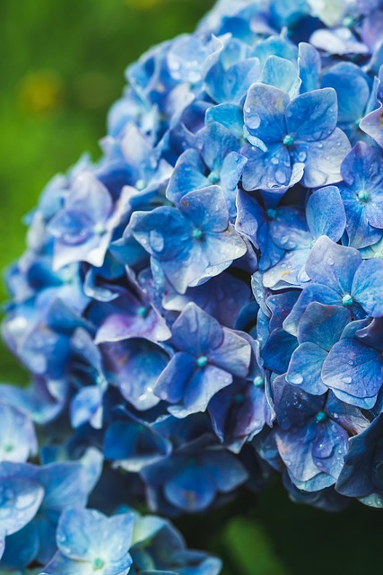 Free Hydrangea Blue photo and picture