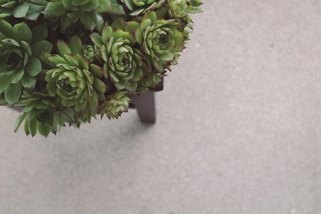 Free Succulent Succulents photo and picture