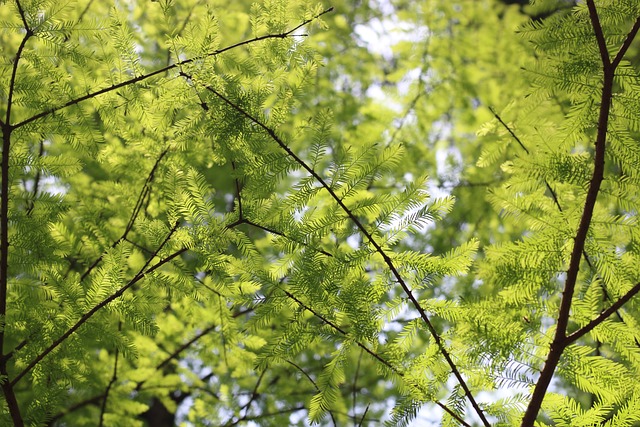 Free Green Summer photo and picture