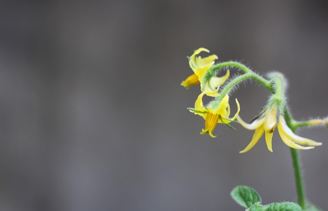 Free Flower Yellow photo and picture