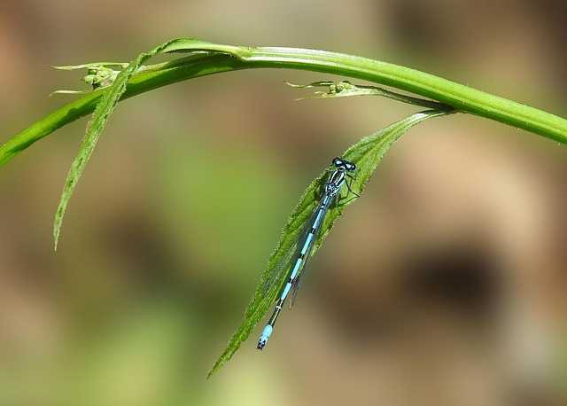 Free Dragon-Fly Nature photo and picture