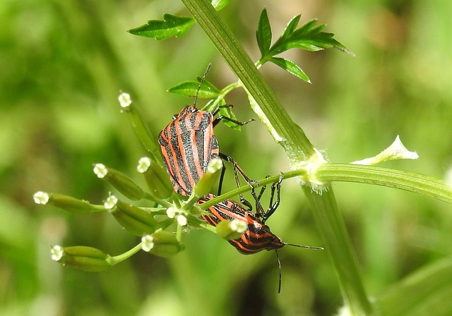 Free Insect Nature photo and picture