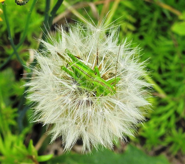 Free Insect Grasshopper photo and picture