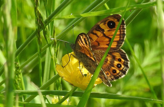 Free Wall Fox Butterfly photo and picture
