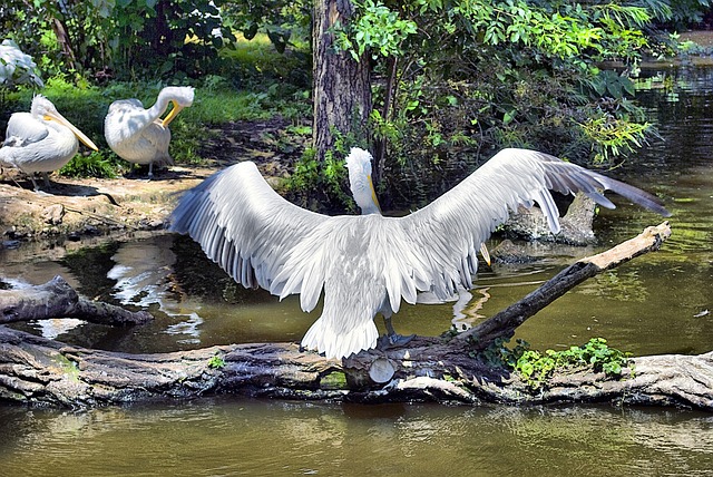 Free Pelican Bird photo and picture