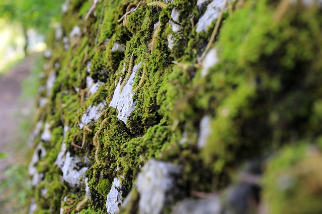 Moss On Rocks Hd