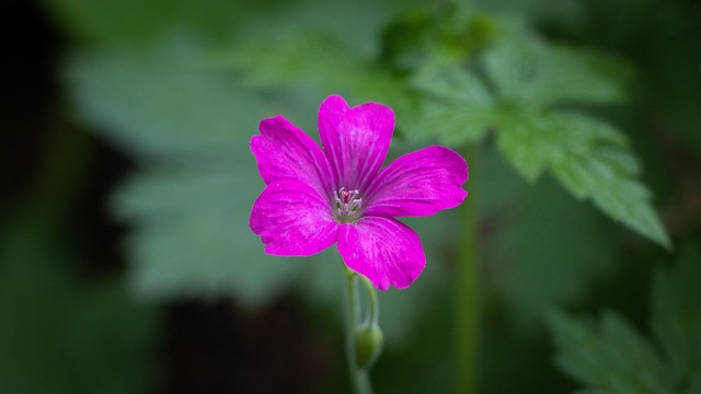 Free Geranium Flower Background photo and picture