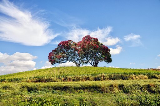 Free Landscape Tree photo and picture