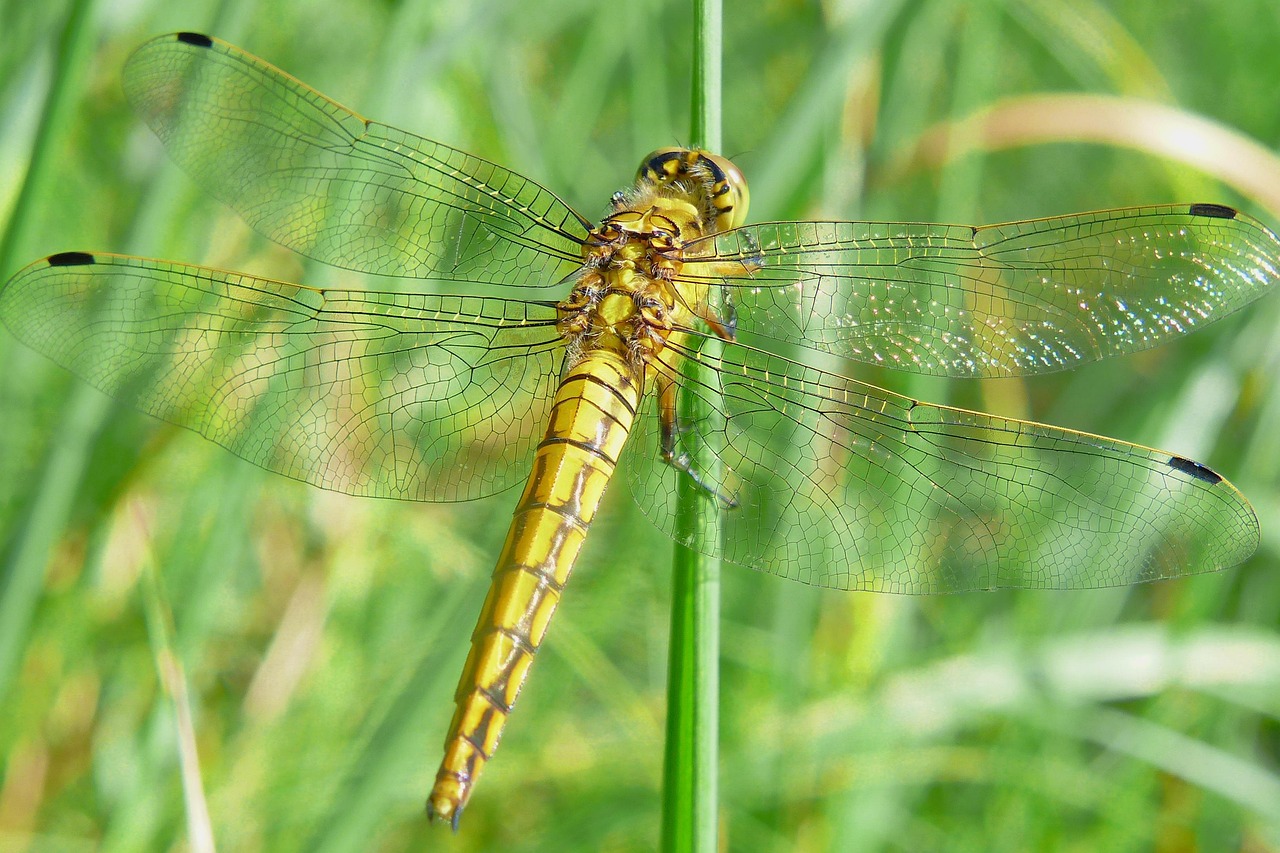 Animals Invertebrates Insect - Free photo on Pixabay