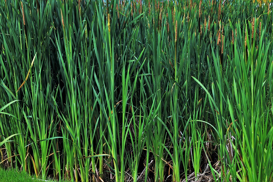 Grass Rushes Nature Free Photo On Pixabay