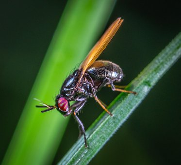 Macro Fly Insect Macro Insect Invertebrate - Free photo on Pixabay