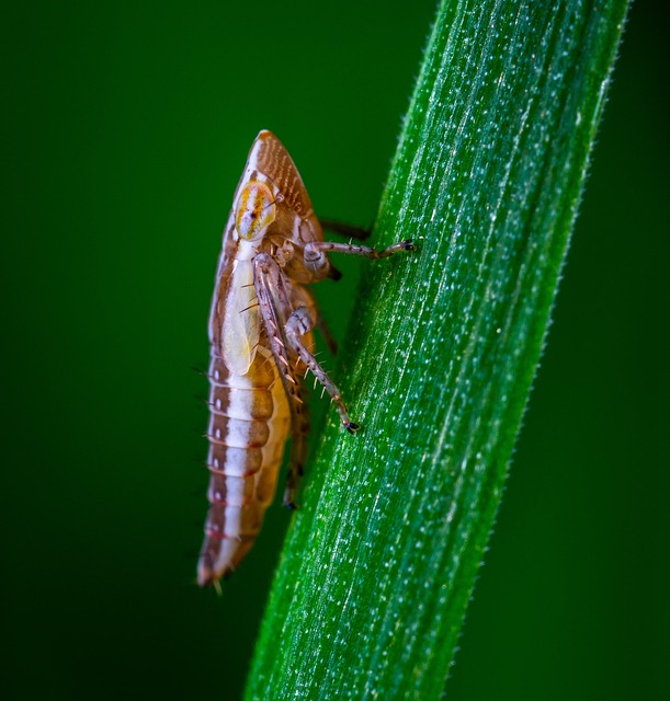 Free Macro Insect photo and picture