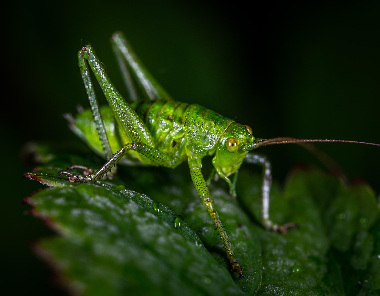 Macabrement Insect Macro Insect Invertebrate The - Free photo on Pixabay - Pixabay