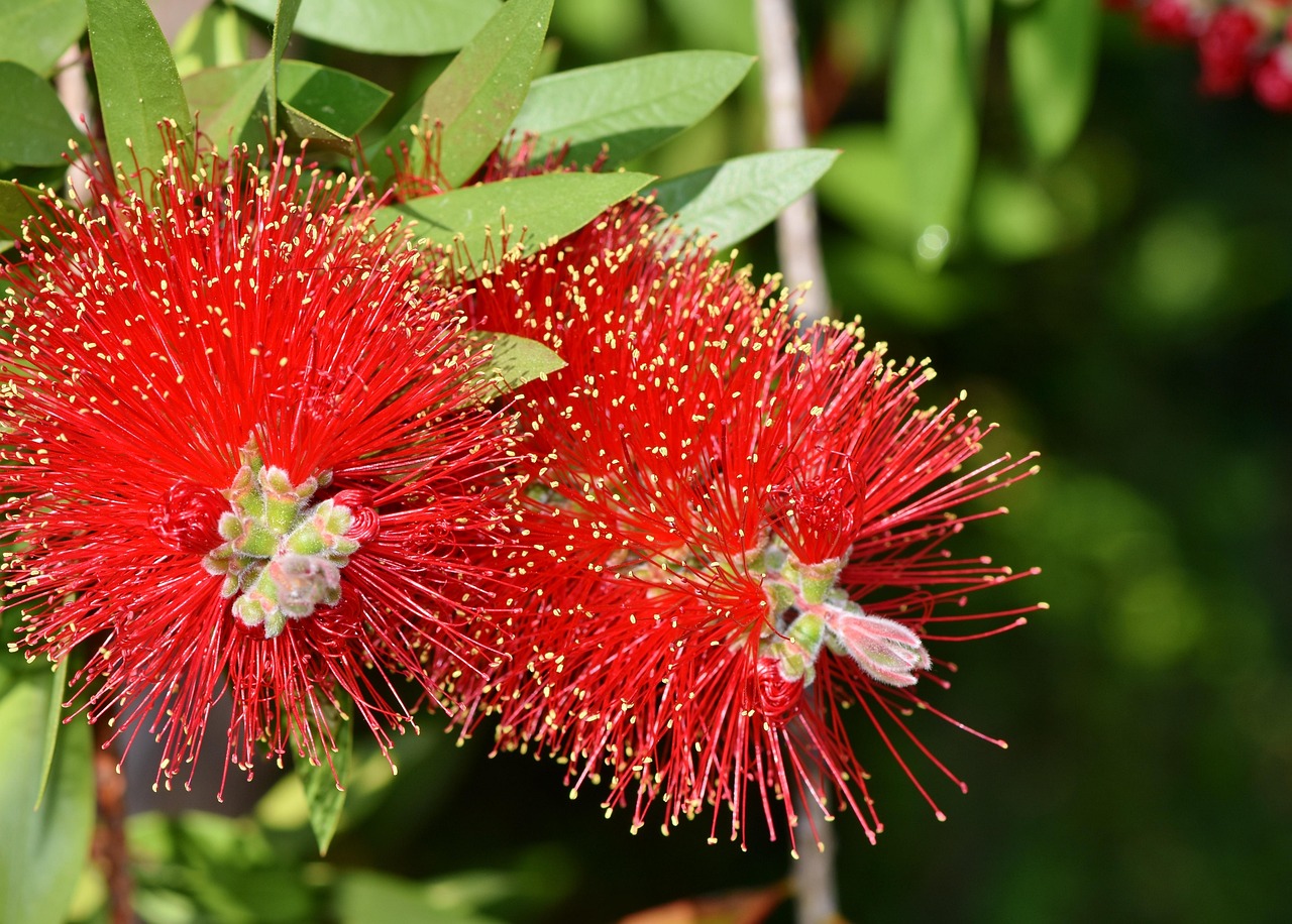Download free HD stock image of Lemon Bottlebrush Callistemon Citrinus Free Lemon Bottlebrush Callistemon Citrinus photo and picture