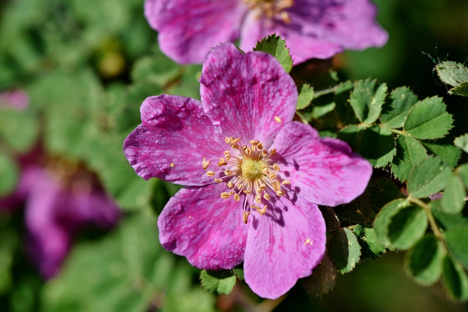 Windröschen Röschen Blüte · Kostenloses Foto auf Pixabay