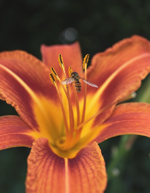 Free Flower Bee photo and picture
