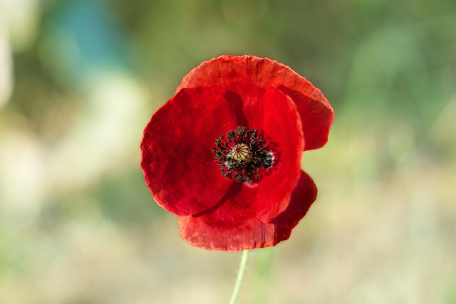 Free Flowers Poppy photo and picture