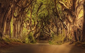 Avenue, Trees, The Dark Hedges