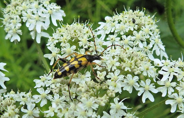 Free Narrow-Minded Longhorn Beetle photo and picture