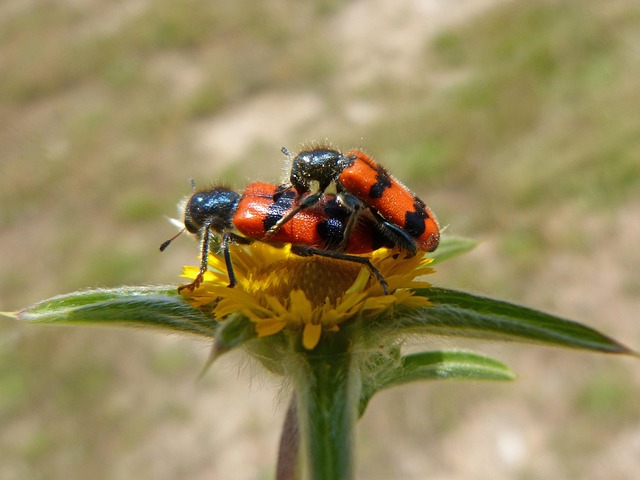 Free Trichodes Apiarius Coleoptera photo and picture