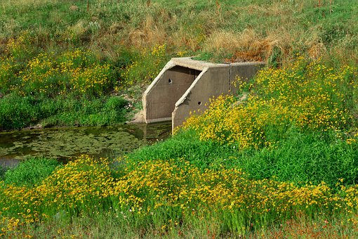 Abwasser-Rohr, Wilde Blumen, Abwasser