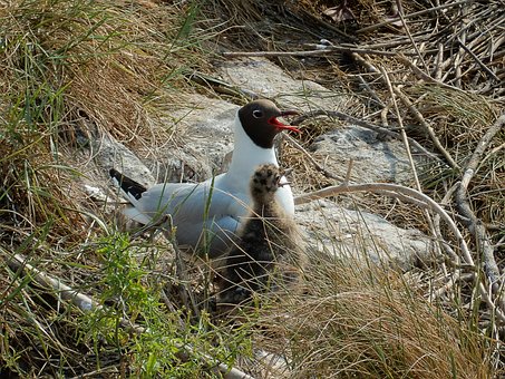 Arktisk Tern, Kylling, Tern, Fugl