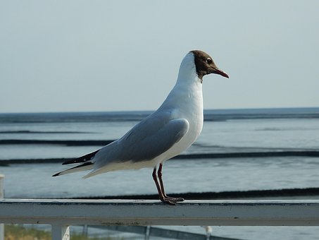 Arktisk Tern, Tern, Fugl, Vandfugl, Brut