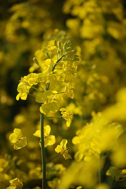 Rar, Rabsblüte, Veld, Geel, Bloem, Plant