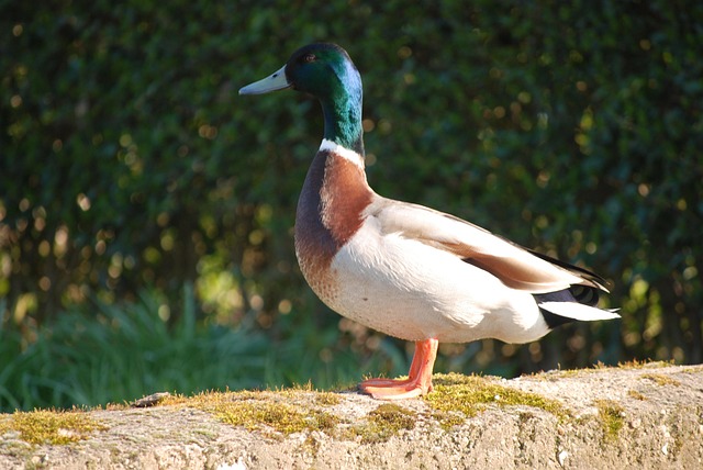 Eend, Wilde Eend, Mannetjeseend