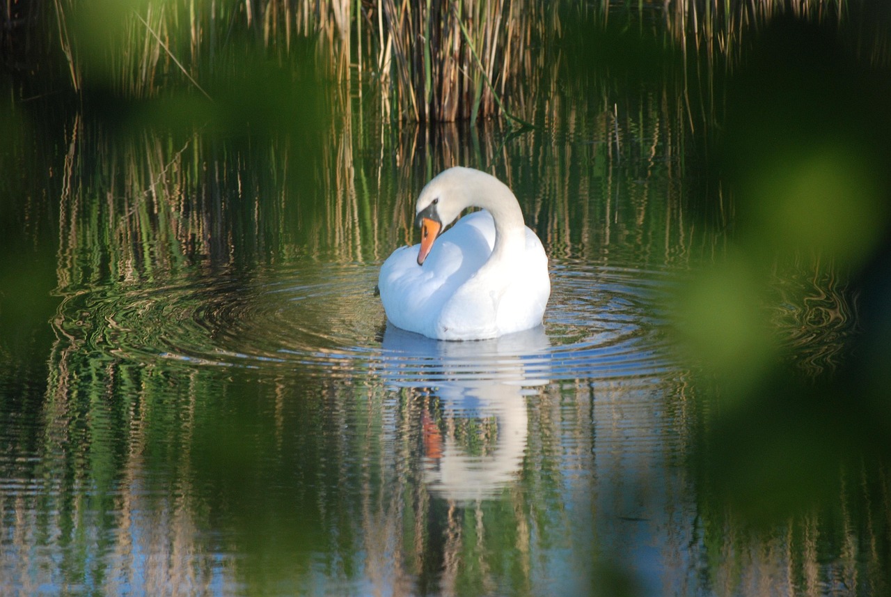 SWAN APIARIES visual data 8
